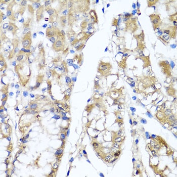 TNFAIP6 Antibody