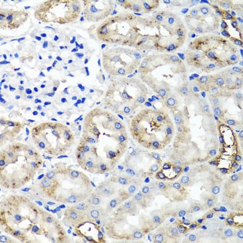 TNFAIP6 Antibody