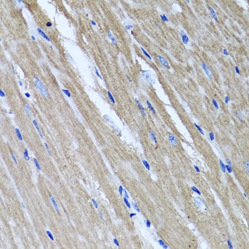 TNFAIP6 Antibody