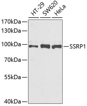 SSRP1 Antibody