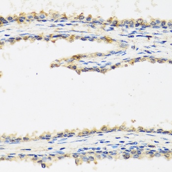 SPINT1 Antibody