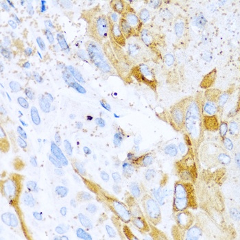 SPINT1 Antibody