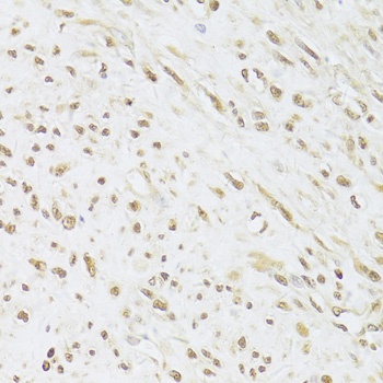 SNRPA Antibody