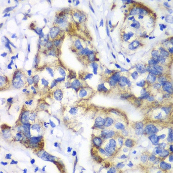 RPL9 Antibody