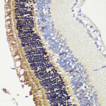 RCVRN Antibody