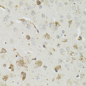 PTPN3 Antibody