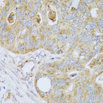 PSG1 Antibody