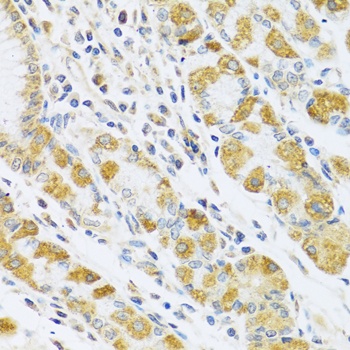 PSG1 Antibody