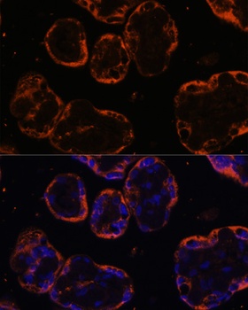 PSG1 Antibody