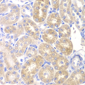 PNLIP Antibody