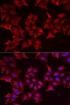 PCBD1 Antibody