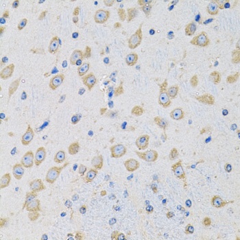 MSRA Antibody