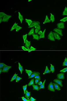 MLN Antibody