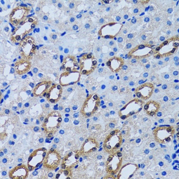 IMPA1 Antibody