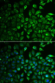 IMPA1 Antibody