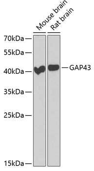 GAP43 Antibody
