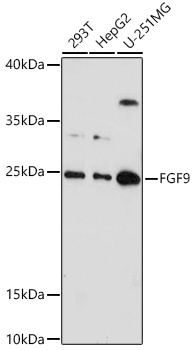 FGF9 Antibody