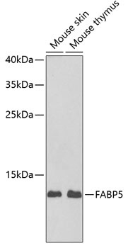 FABP5 Antibody