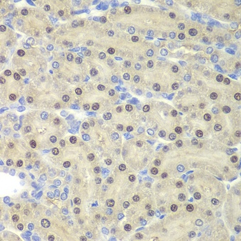 ELF3 Antibody