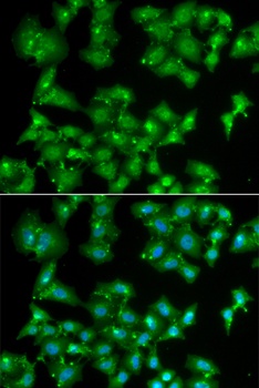 ELF3 Antibody