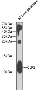 CLPS Antibody