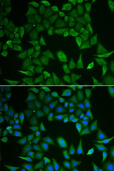CLPS Antibody
