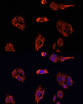 FAP Antibody