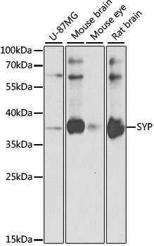 SYP Antibody