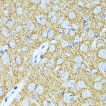 SYP Antibody