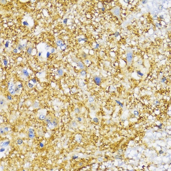SYP Antibody