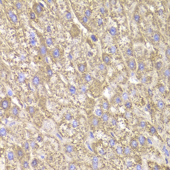 CIAPIN1 Antibody