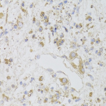 CIAPIN1 Antibody