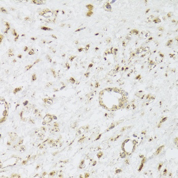 CIAPIN1 Antibody