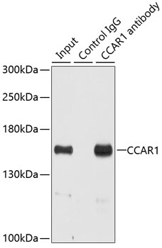 CCAR1 Antibody