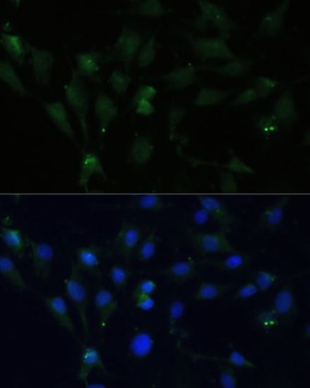 ZWINT Antibody