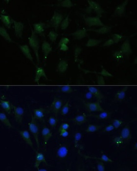 ZWINT Antibody