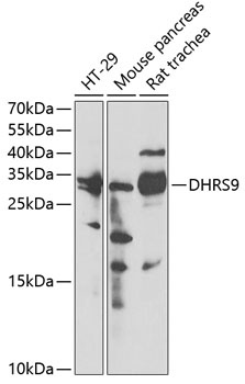 DHRS9 Antibody