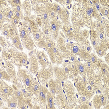 TXNL1 Antibody