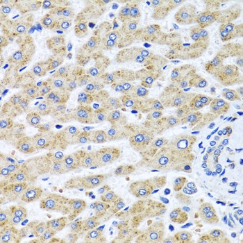 SERPINA7 Antibody