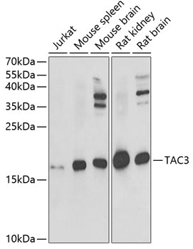 TAC3 Antibody