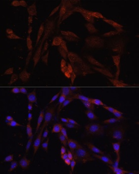 OXA1L Antibody