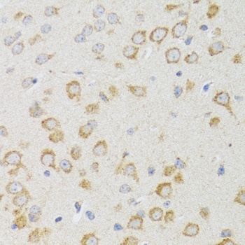 NEU1 Antibody