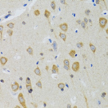 NEU1 Antibody