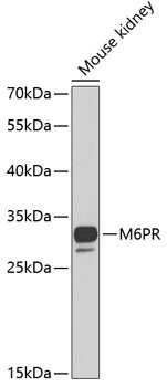 M6PR Antibody