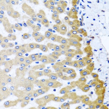 M6PR Antibody