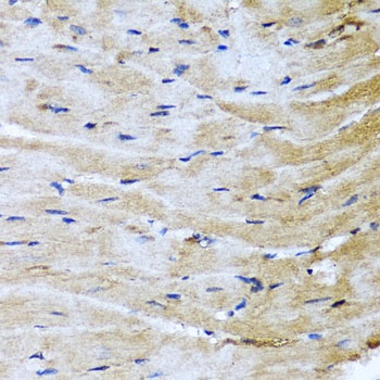 M6PR Antibody