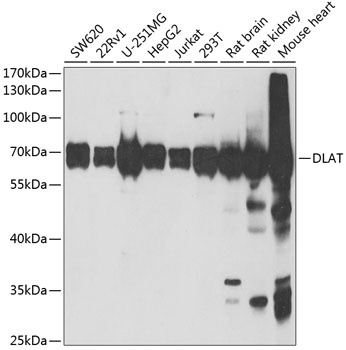 DLAT Antibody
