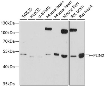 PLIN2 Antibody
