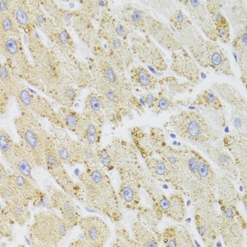 HSD17B13 Antibody