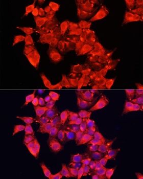 AOC1 Antibody